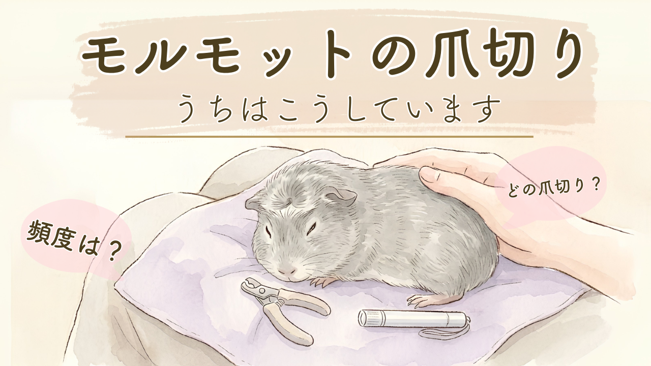 モルモットの爪切り、うちはこうしています
