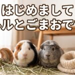 手編みの毛糸とチモシーに囲まれた、モルモットのルルとごまお
