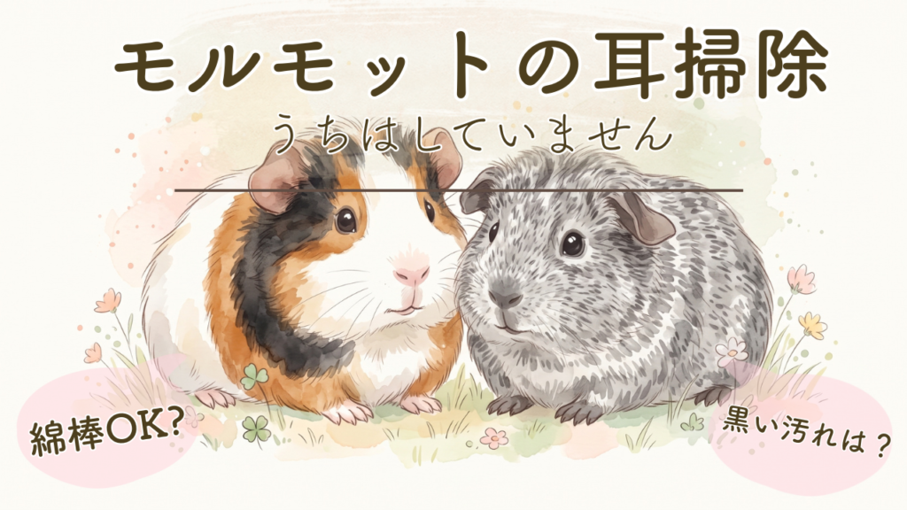 モルモットの耳掃除、うちはしていません。