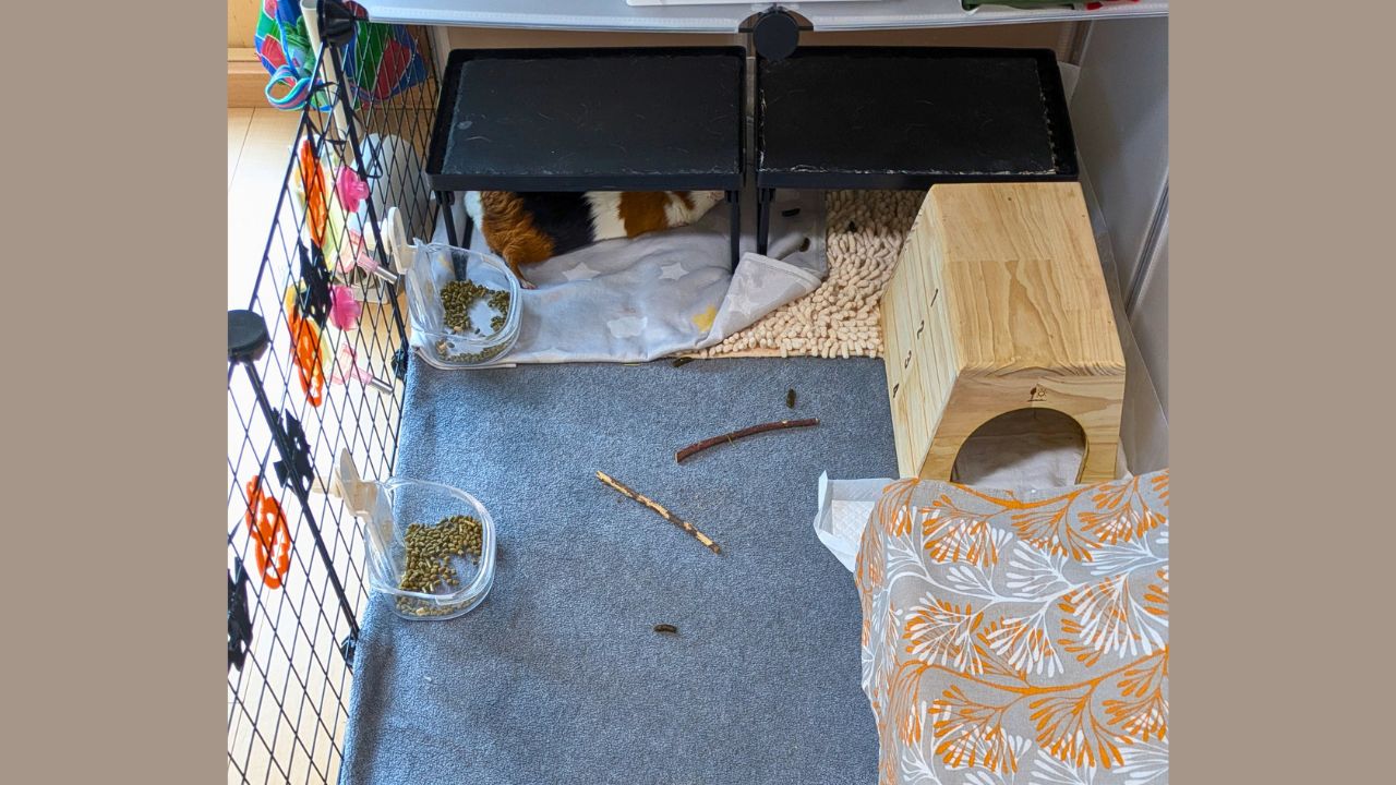 ケージを上から見たところ。ひんやりの石板がまだ置いてある