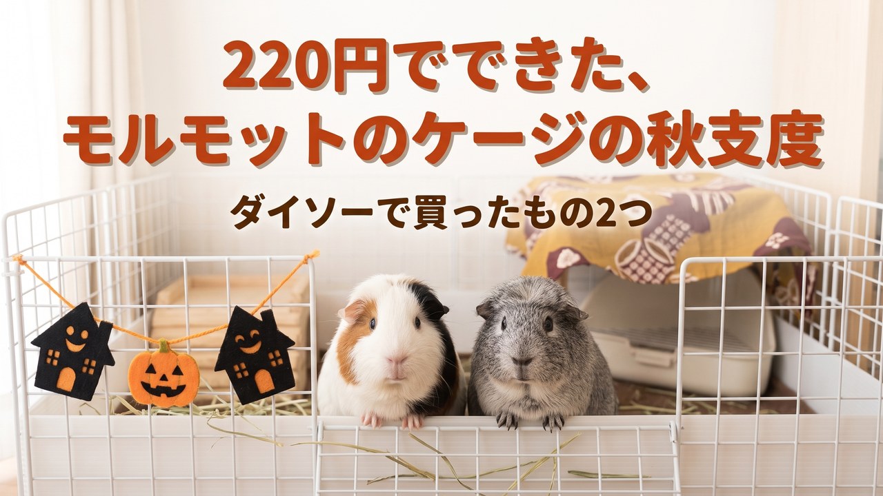ダイソー220円、モルモットのケージの秋支度