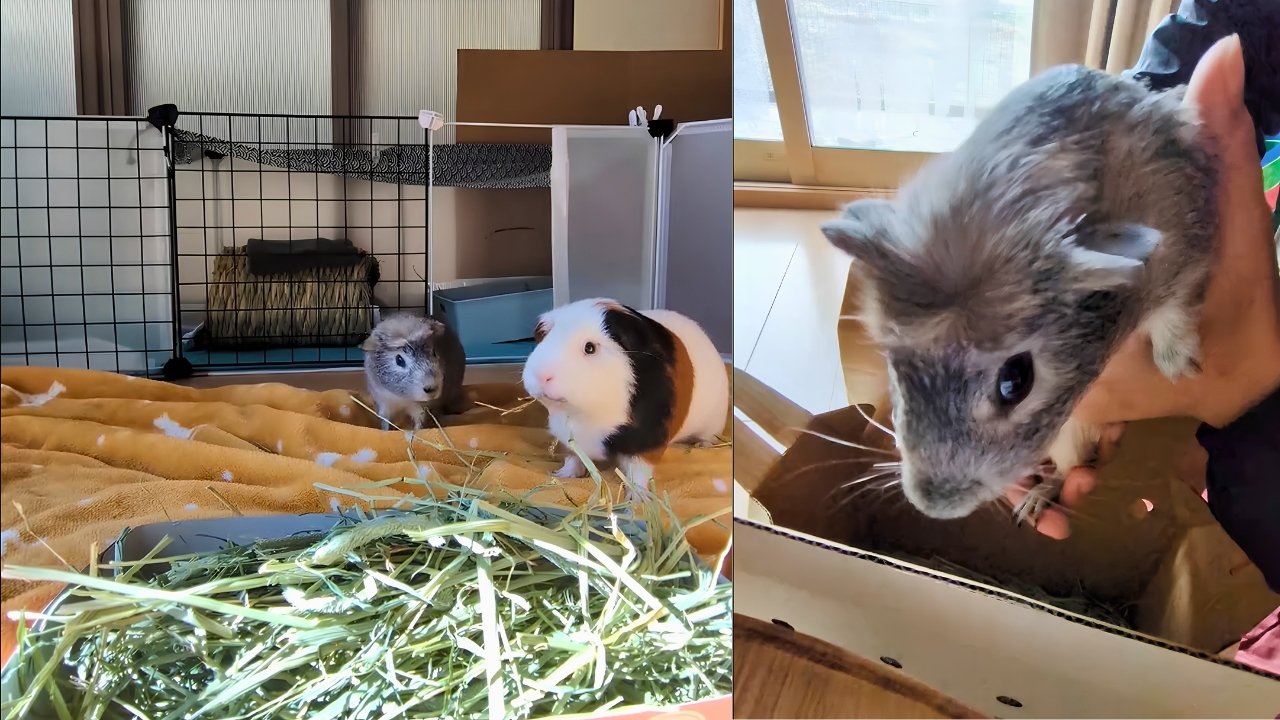 ルルを気にするごまおと、迎えた初日のごまお