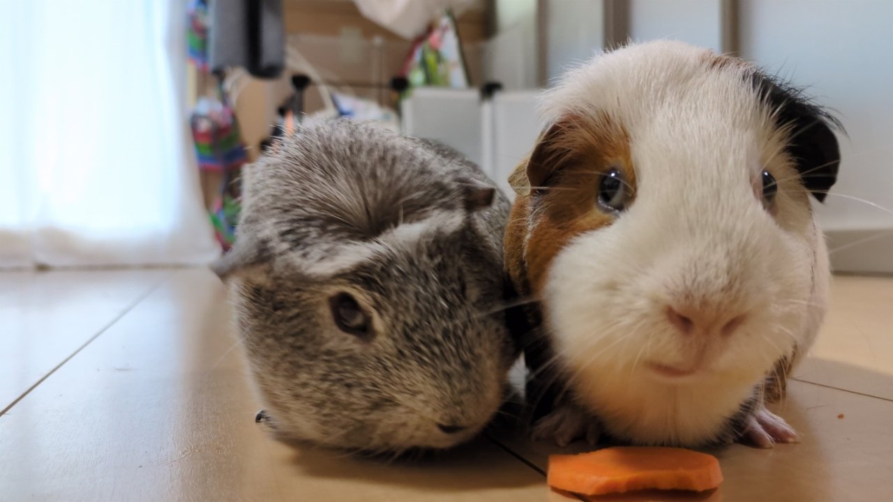 ルルのにんじんを狙うごまお
