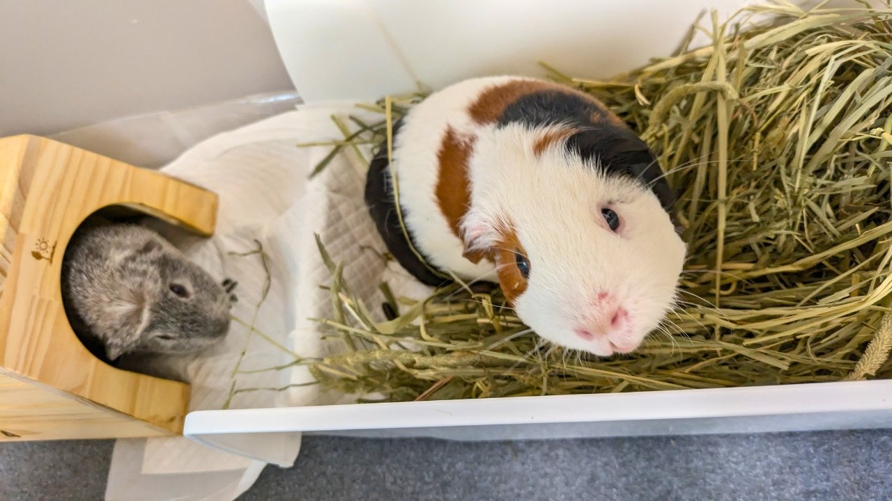 鼻にかさぶたができたルル