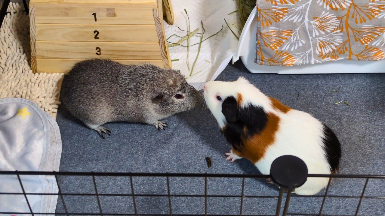 毛を逆立てるごまおと、あごを上げるルル