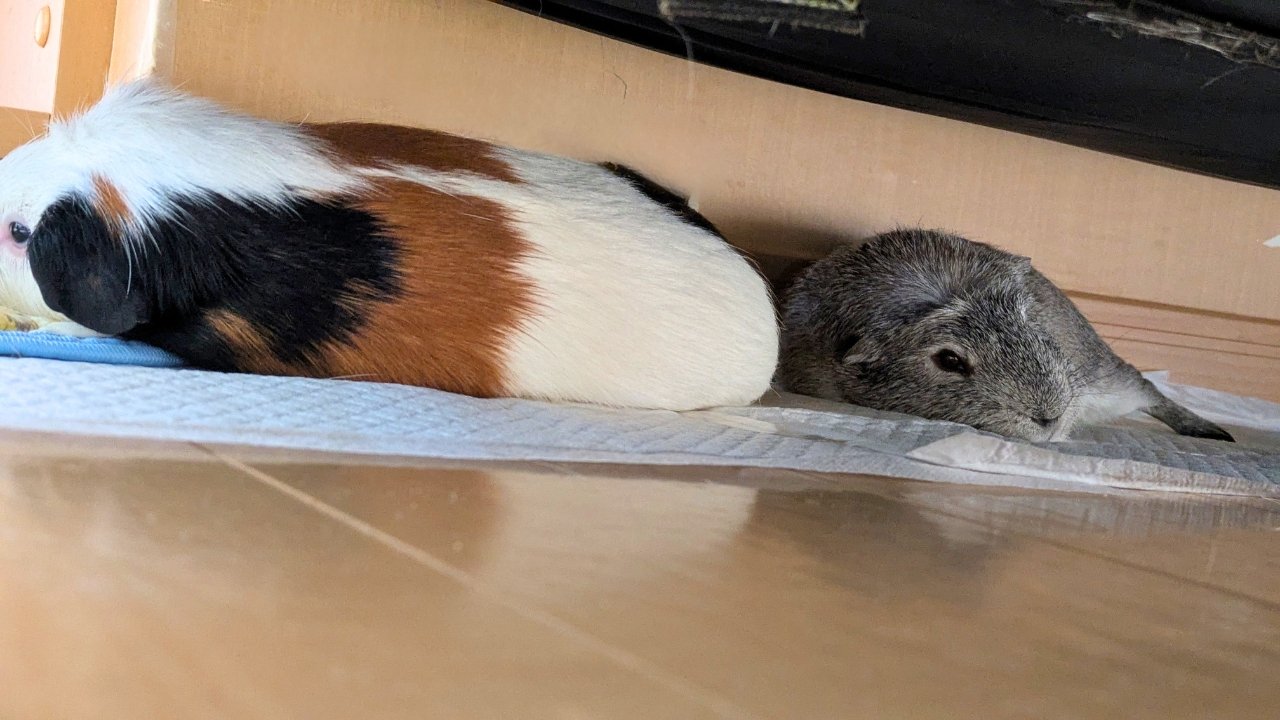 ソファーの下に並ぶルルとごまお