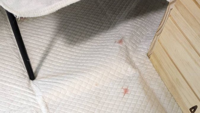 実際のペットシーツ、血が混ざったおしっこ