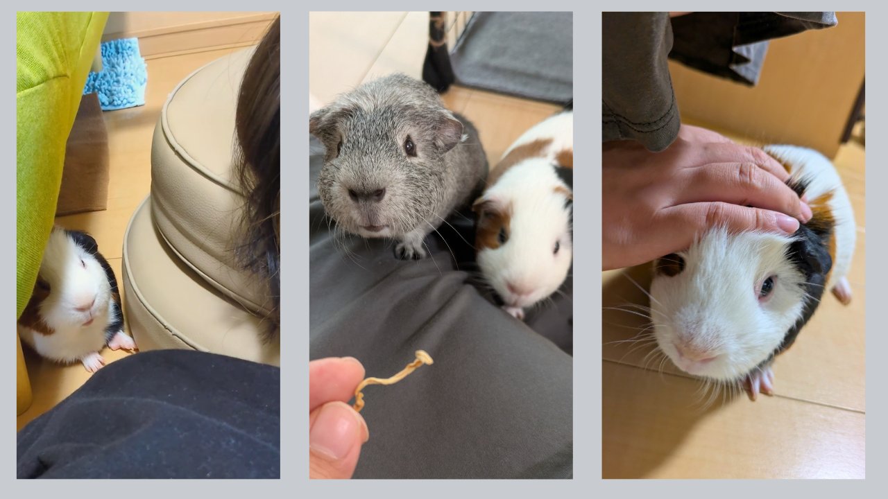 床に座る飼い主のそばに来たルルと、おやつを見上げるごまおとルル、なでられるルル
