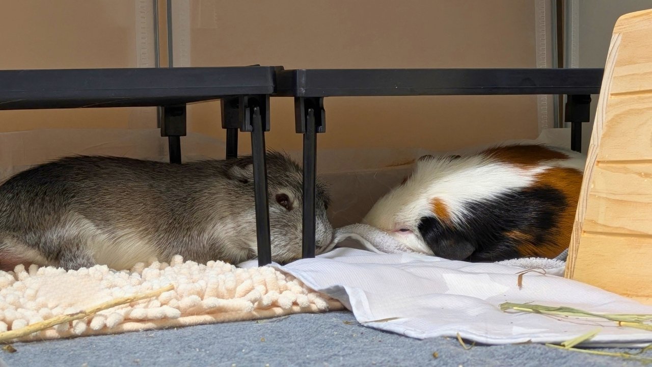 ケージの棚の下で並んで眠るルルとごまお