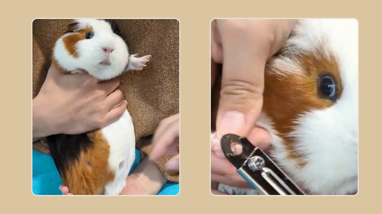 爪切りのときのルル。心配そうな顔
