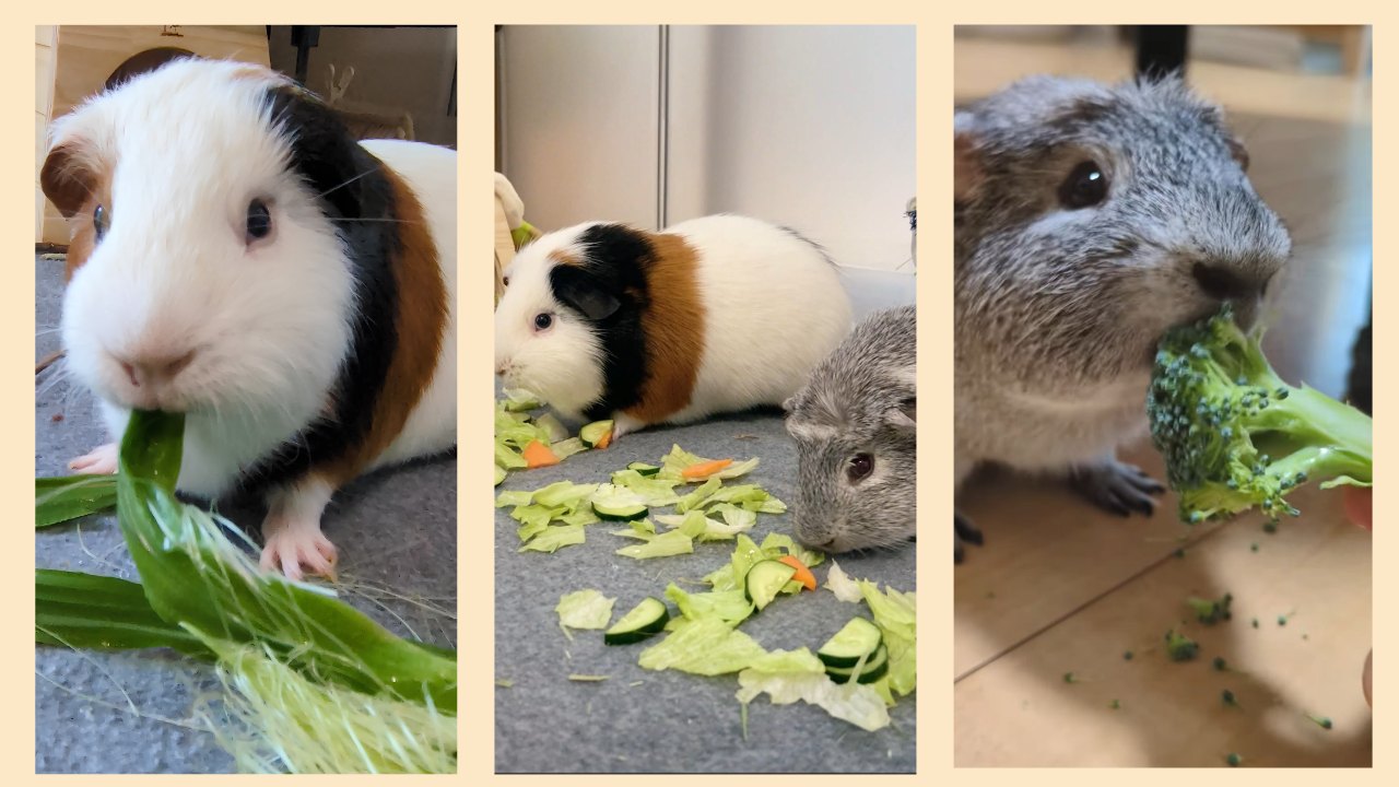 とうもろこしの皮を食べるルル、葉物ときゅうりとにんじんを食べるルルとごまお、ブロッコリーを食べるごまおの写真3枚