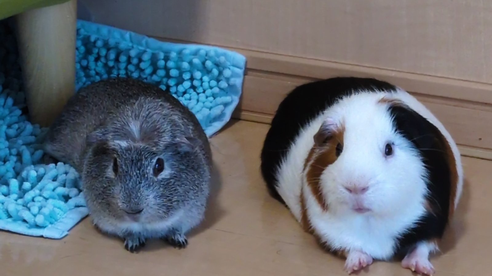 並んでいるモルモットのルルとごまお