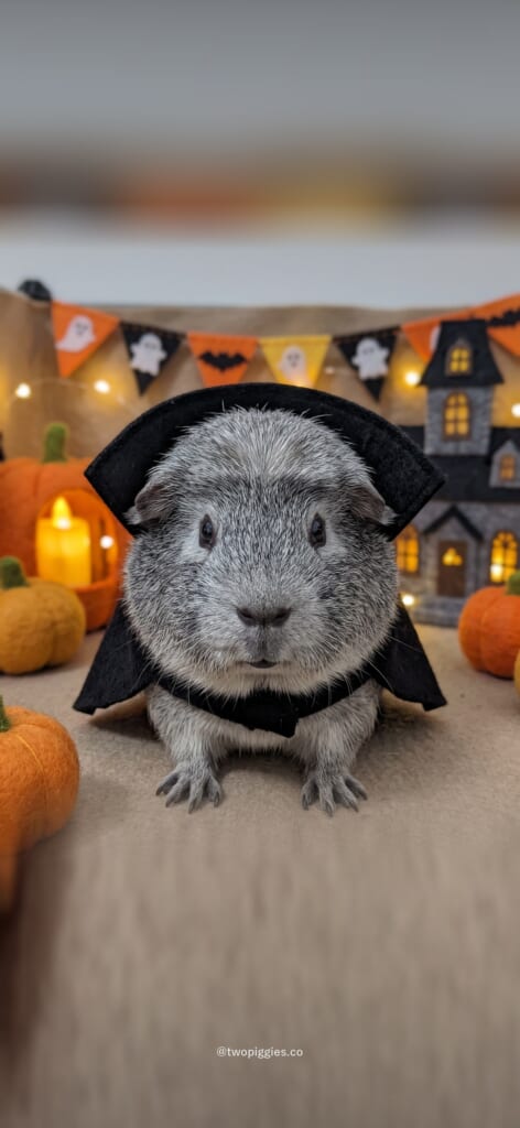 モルモットのルルとごまおの10月の待ち受け画像（黒マントのごまお）