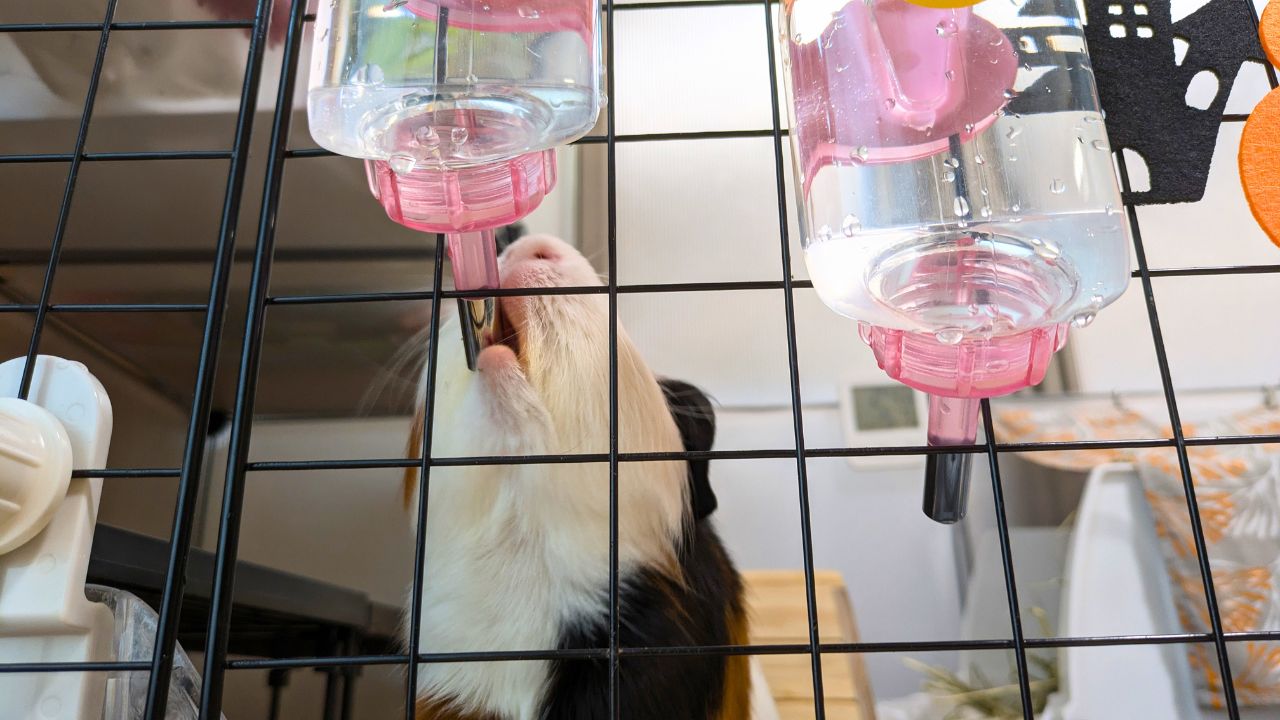 ビタミン剤をやめて新鮮な水を入れたあと、ごくごく飲んでいるルル