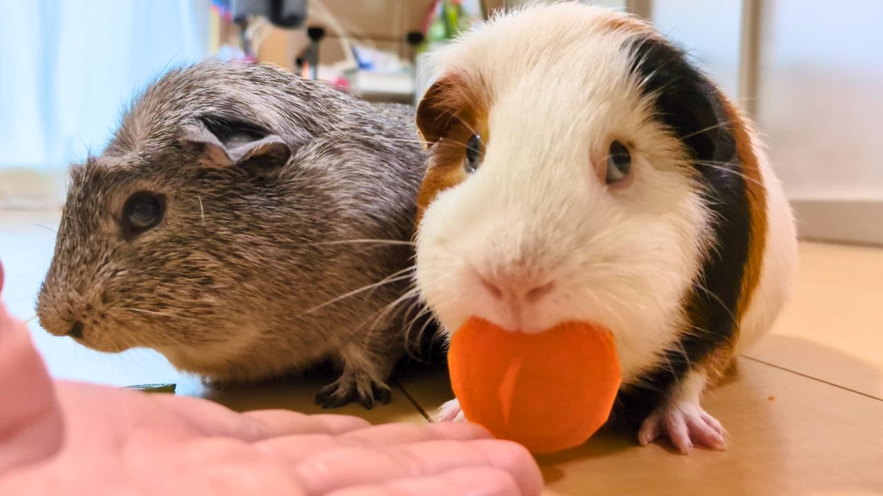 ルルはにんじん、ごまおはきゅうりから。お好みはそれぞれ