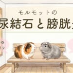 モルモットの尿結石と膀胱炎の記事のアイキャッチ。動物病院のベンチに座るルルとごまおのイラスト（AIで生成した画像）