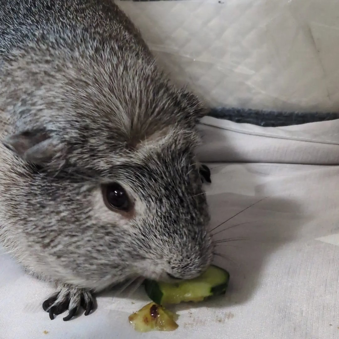 粉入りのきゅうりを食べるごまおの写真