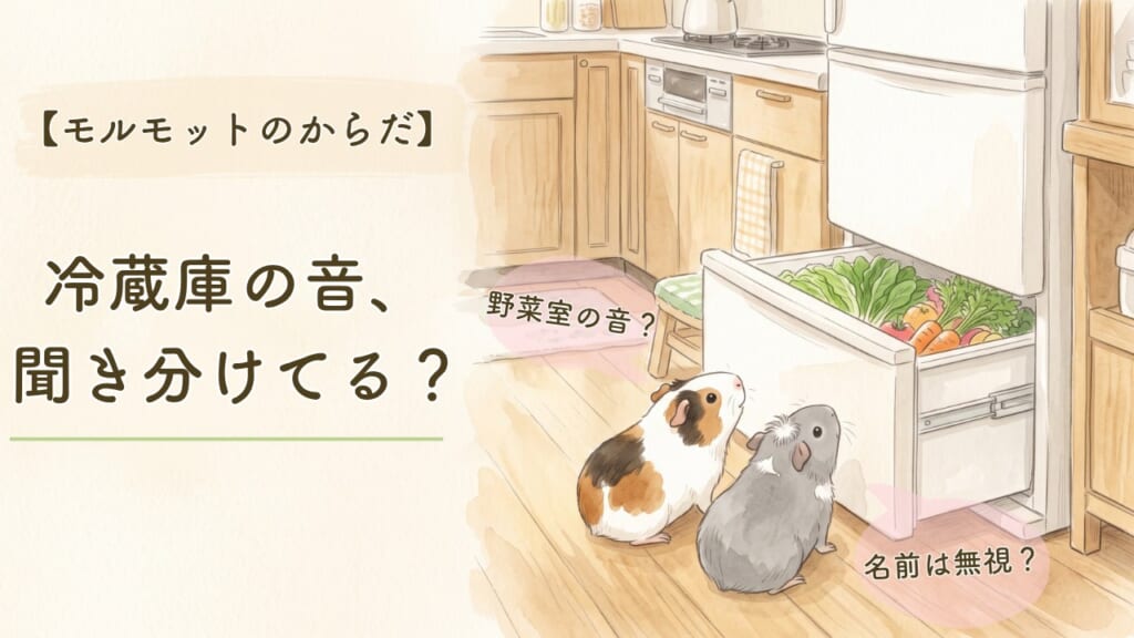 【モルモットのからだ】冷蔵庫の音、聞き分けてる？