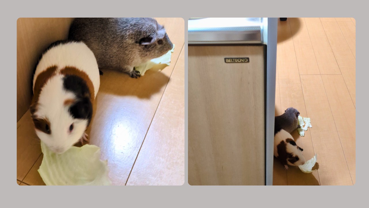 もらったキャベツをその場で食べるルルとごまお