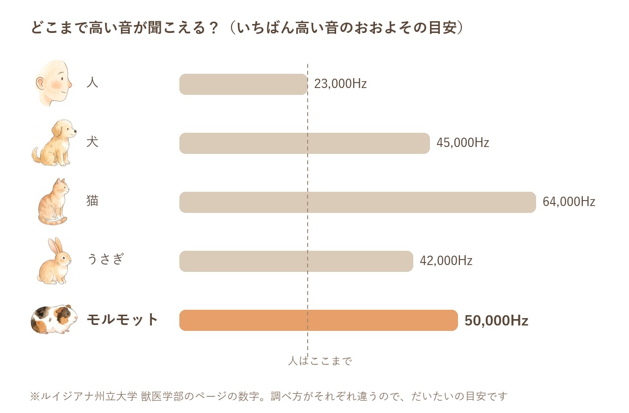 人・犬・猫・うさぎ・モルモットが聞こえるいちばん高い音の比べ図。モルモットは約50,000Hzで、人の約23,000Hzの倍以上