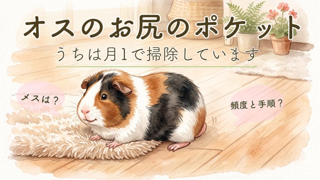 オスのお尻のポケット、うちは月1で掃除しています