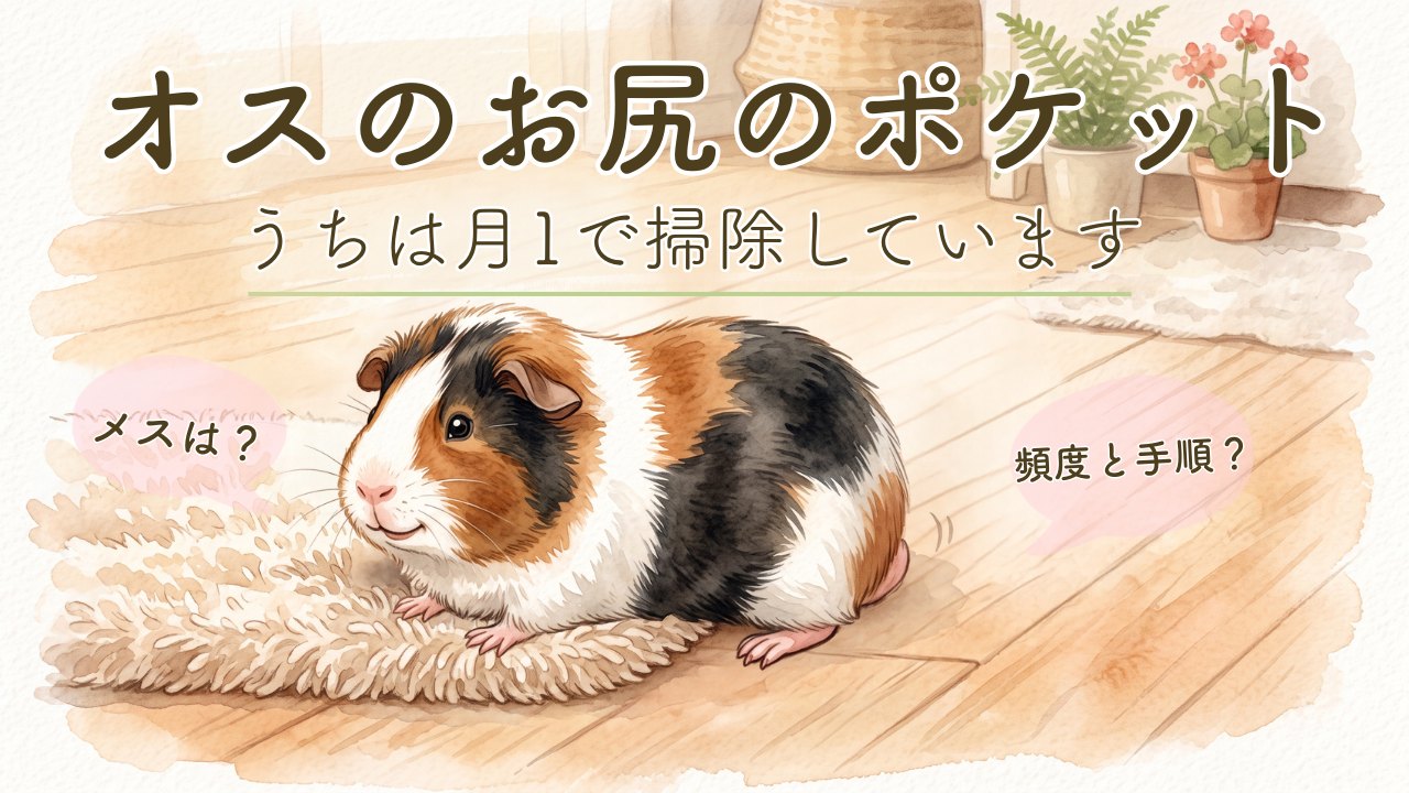 オスのお尻のポケット、うちは月1で掃除しています