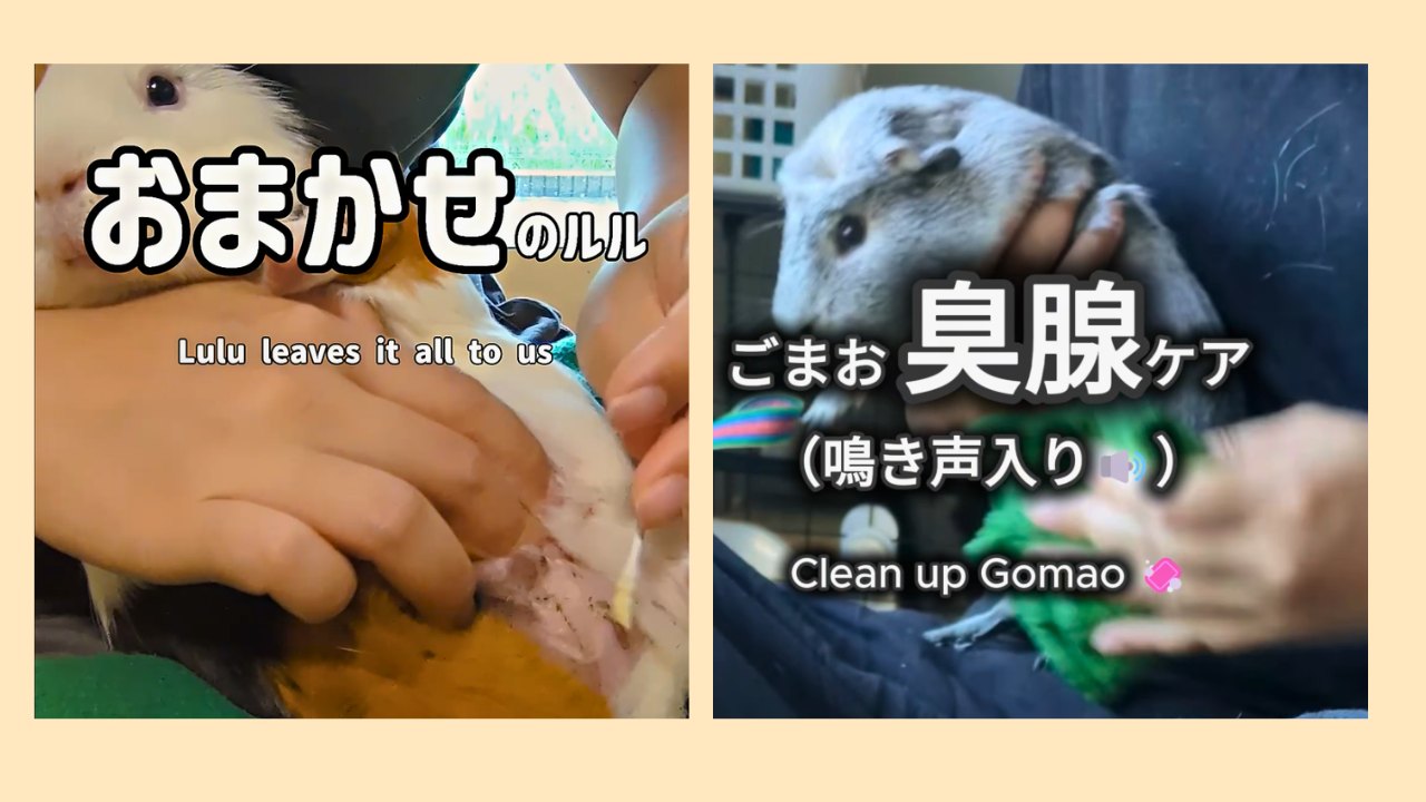 左はお手入れをおとなしく受けるルル、右は「臭腺ケア」と書いたごまおの動画の場面