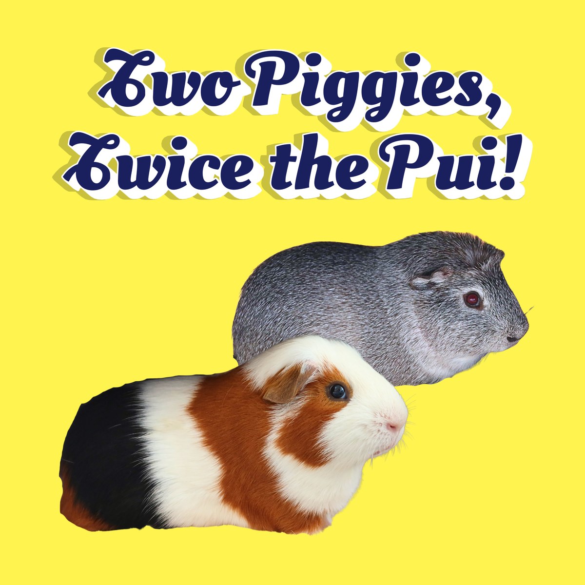Two Piggies, Twice the Pui!の文字と、黄色い背景に重なるルルとごまおの写真