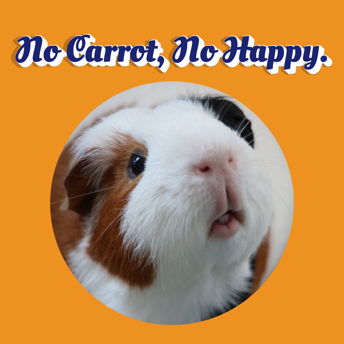 No Carrot, No Happy.の文字と、オレンジの背景にルルの顔のアップ