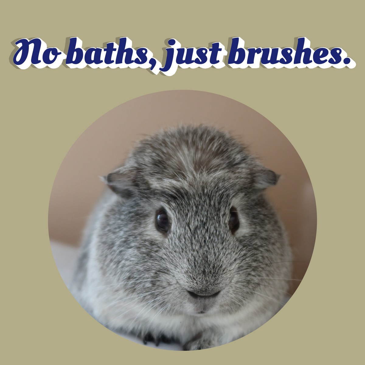 No baths, just brushes.の文字と、ごまおの顔のアップ